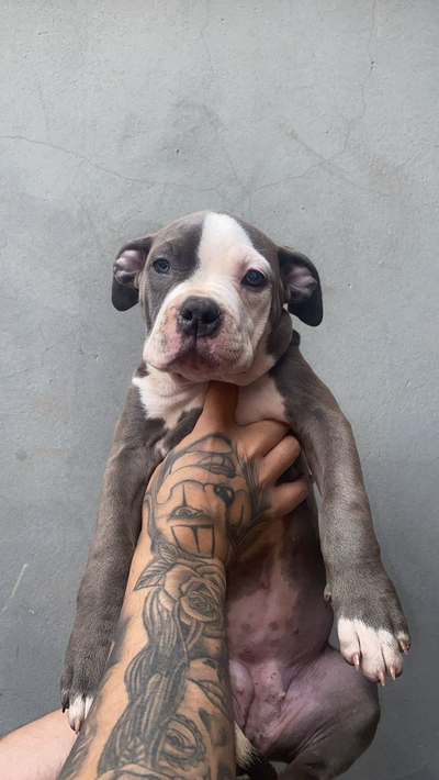 1 FÊMEA DISPONÍVEL